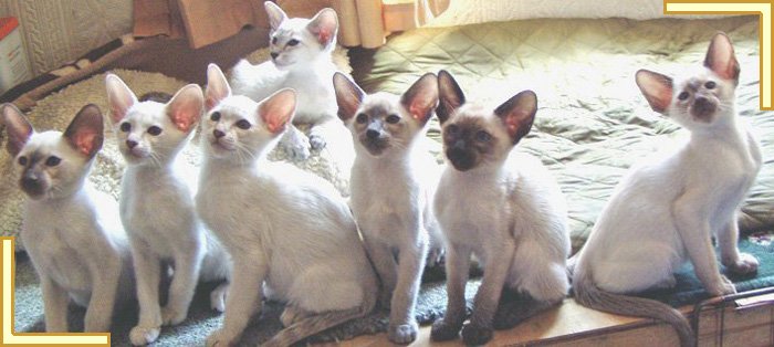 How to Advertise Kittens Online - Siamese Cat Breeder