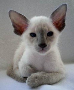 Selective Breeding In Pedigree Cats Selective Breeding In Pedigree Cats