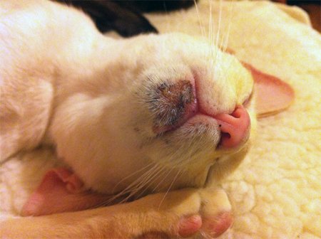 acne feline cat cats treatment allergies siamese symptoms kittens causes resolved treating
