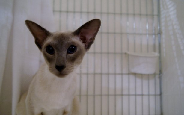 Applejack Cat Breeder Applejack Cat Breeder