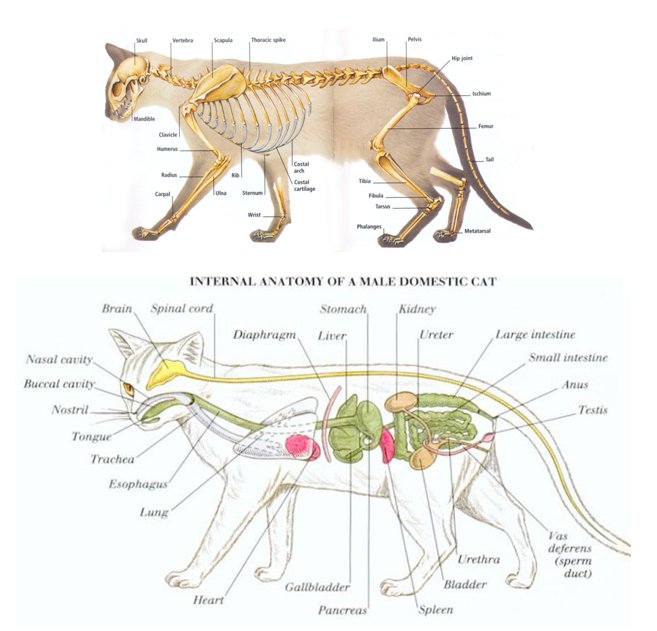 Esophageal Tube Feeding Cats Diet