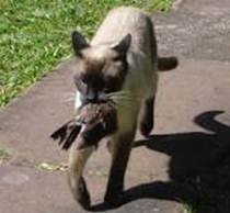cats teeth