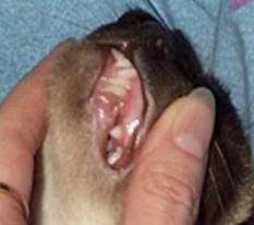 double dentistry