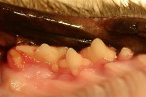 Feline Teeth Grinding