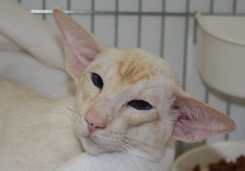 Siamese Cat Show