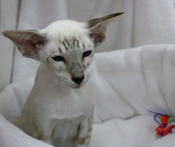 Tabby Point Siamese Cats Siamese Cat Breeder