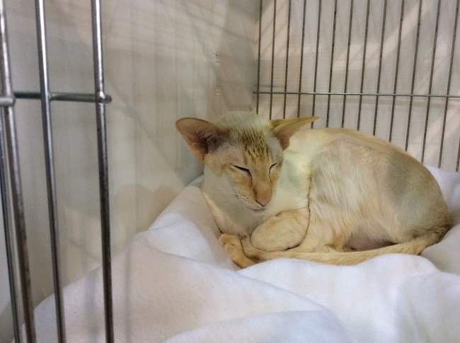 Siamese Cat Association Siamese Results 2016