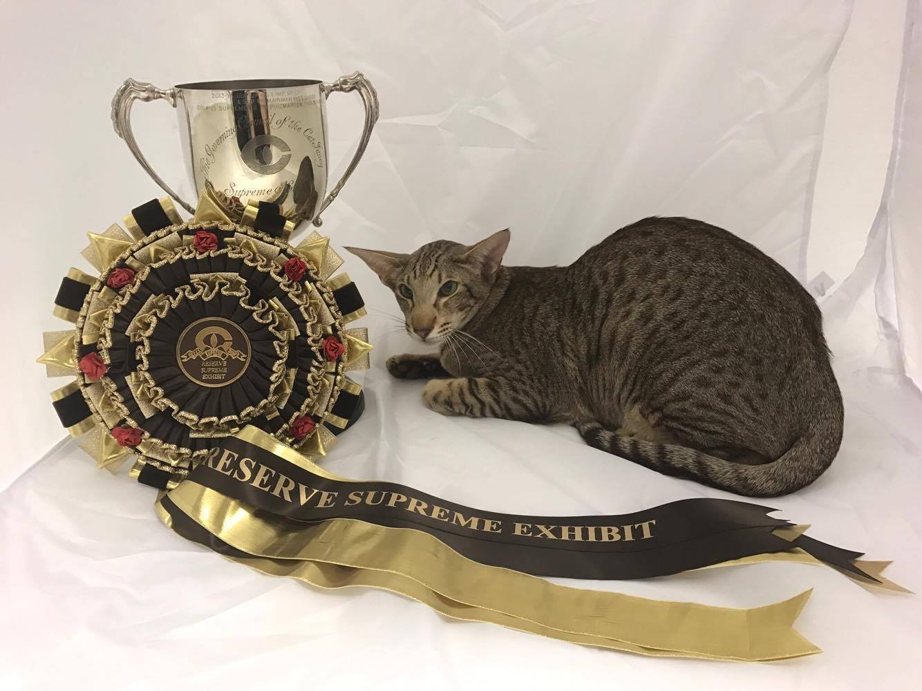 cat and show supreme cat show siamese and pictures 2016 cat and show supreme cat show siamese and pictures 2016