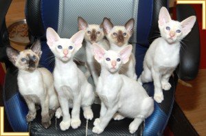 How to Advertise Kittens Online - Siamese Cat Breeder