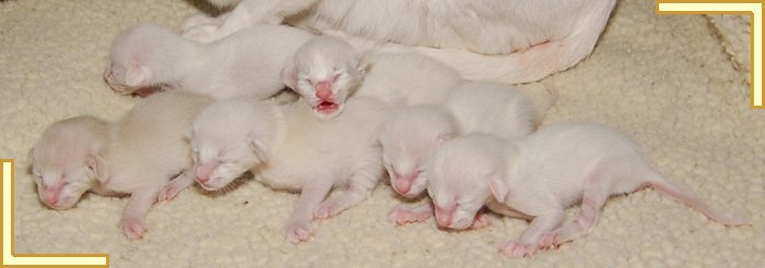 How to Advertise Kittens Online - Siamese Cat Breeder