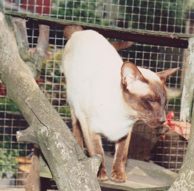 Chocolate Point Siamese Cats Siamese Cats And Kittens