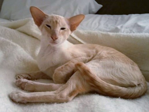 Apricot Point Siamese Cats - Siamese Cat Breeder