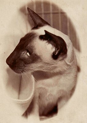 Chocolate Point Siamese Cats Siamese Cats And Kittens