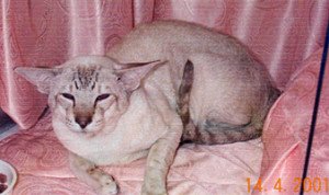 tabby point siamese cats tabby point siamese cats