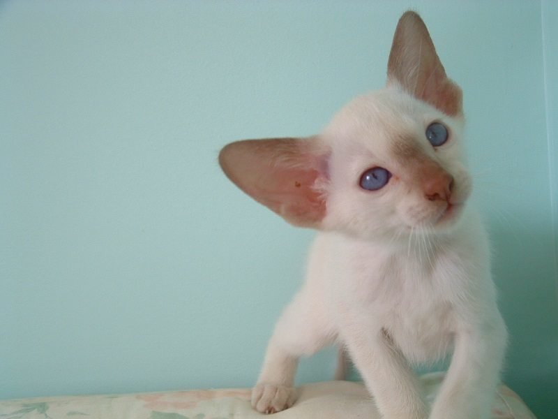 Cinnamon Point Siamese Cats Siamese Cat Breeder