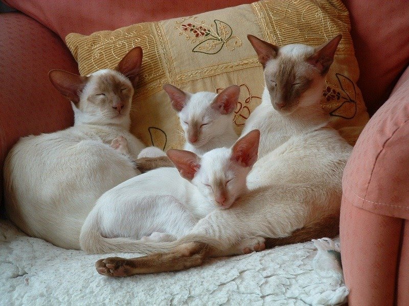 [Image: cinnamon-point-siamese-cats-3.jpg]