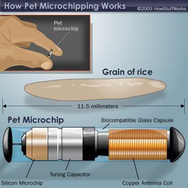 microchip-size