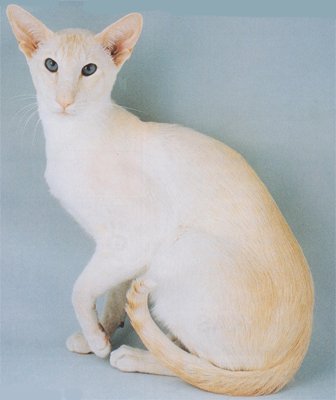 Cream Point Siamese Cats - Siamese Cat 