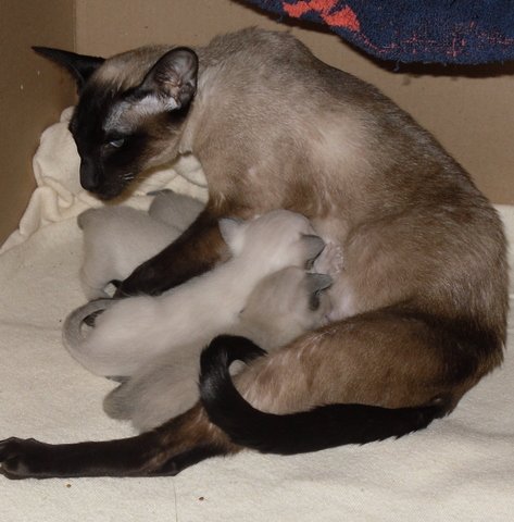 How To Start Breeding Cats How To Start Breeding Cats