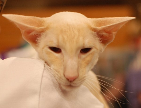 Siamese Cat Society of Scotland Results 2013 - Siamese Cat Breeder