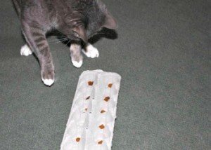 encourage cat to eat biscuits