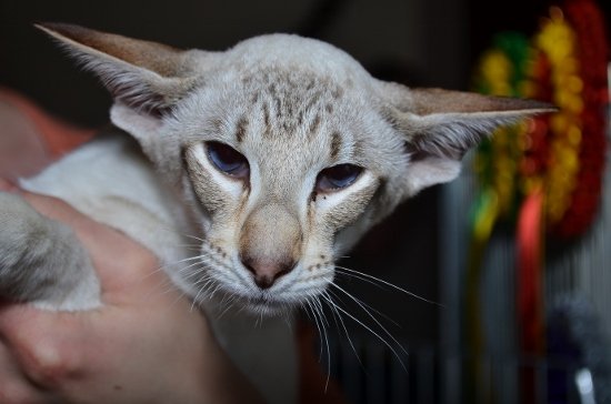Tabby Point Siamese Cats Siamese Cat Breeder