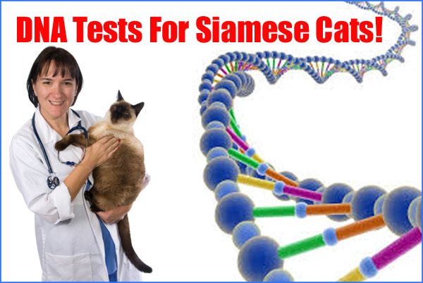 DNA Tests For Siamese Cats