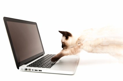 Adverts - Siamese Cat Breeder