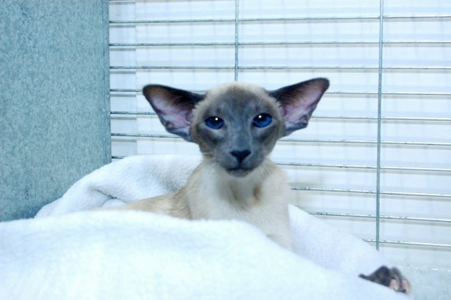 Caramel Point Siamese Cats Siamese Cat Breeder
