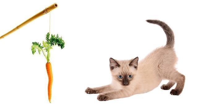 photograph your cat like a paparazzi pro free checklist