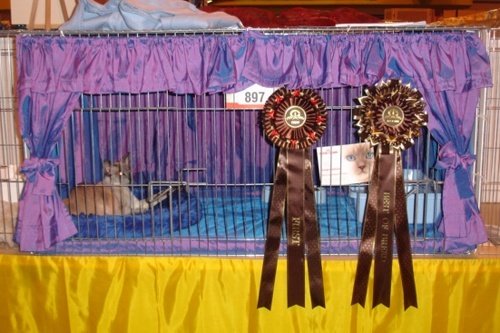 How To Make Your Own Cat Show Drapes