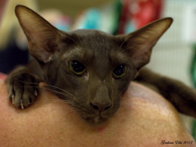 Siamese Cat Association Siamese And Oriental Pictures 2017
