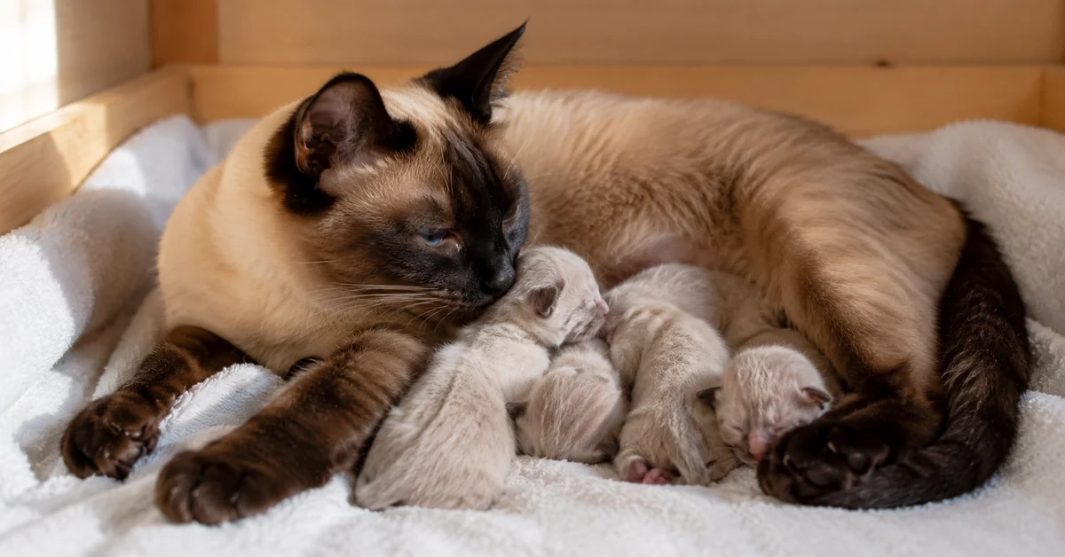 Hand Feeding Kittens: A UK Breeder’s Step-by-Step Guide