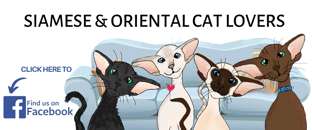 Join our Siamese and Oriental Cat Lovers Facebook group