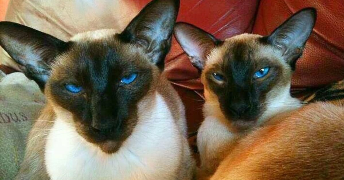 Seal Point Siamese Cats