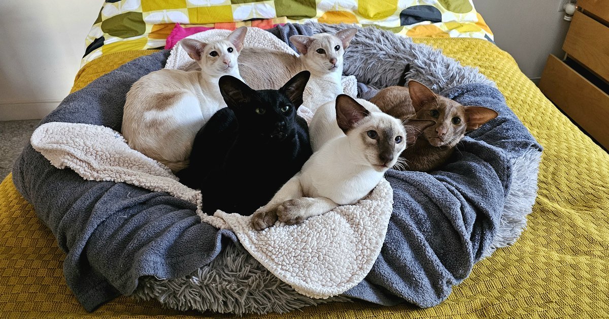 10 Questions to Ask Yourself Before Becoming a Cat Breeder