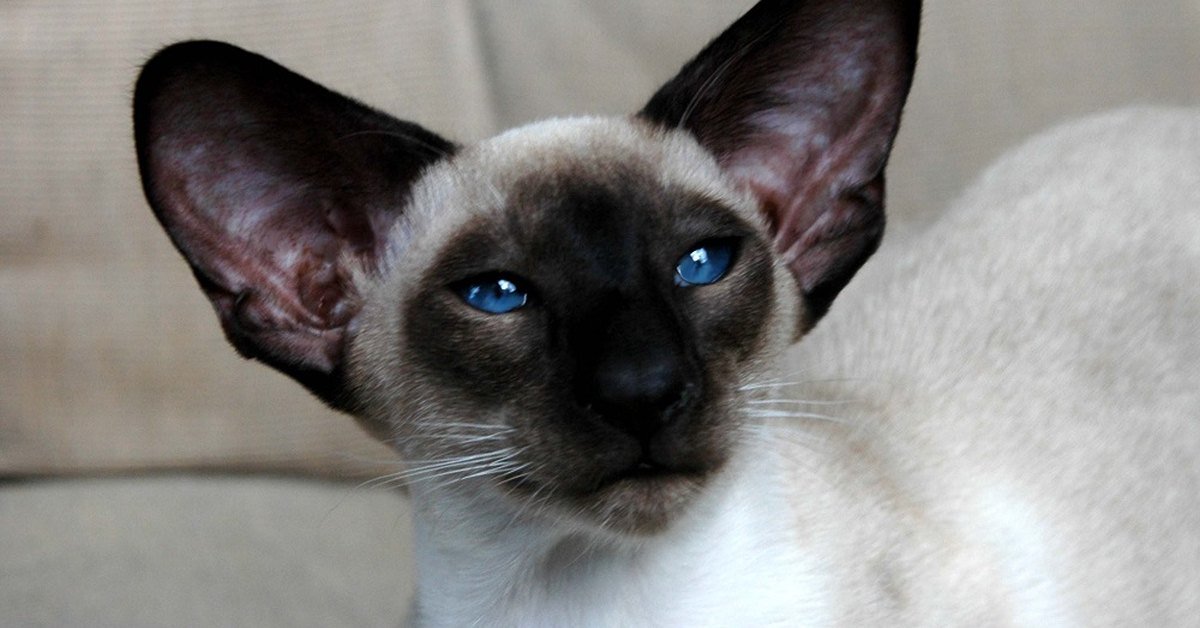 Are Siamese Cats Hypoallergenic? The Truth From a Breeder Who Gets Asked Every Week