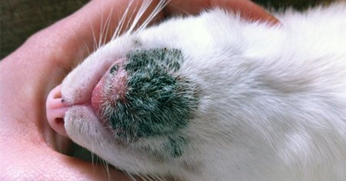 Feline Acne: A Breeder’s Guide to Those Black Spots on Your Cat’s Chin