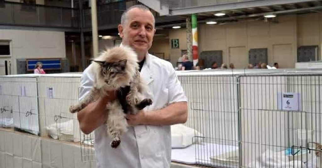 A Siamese cat being shown at a GCCF cat show