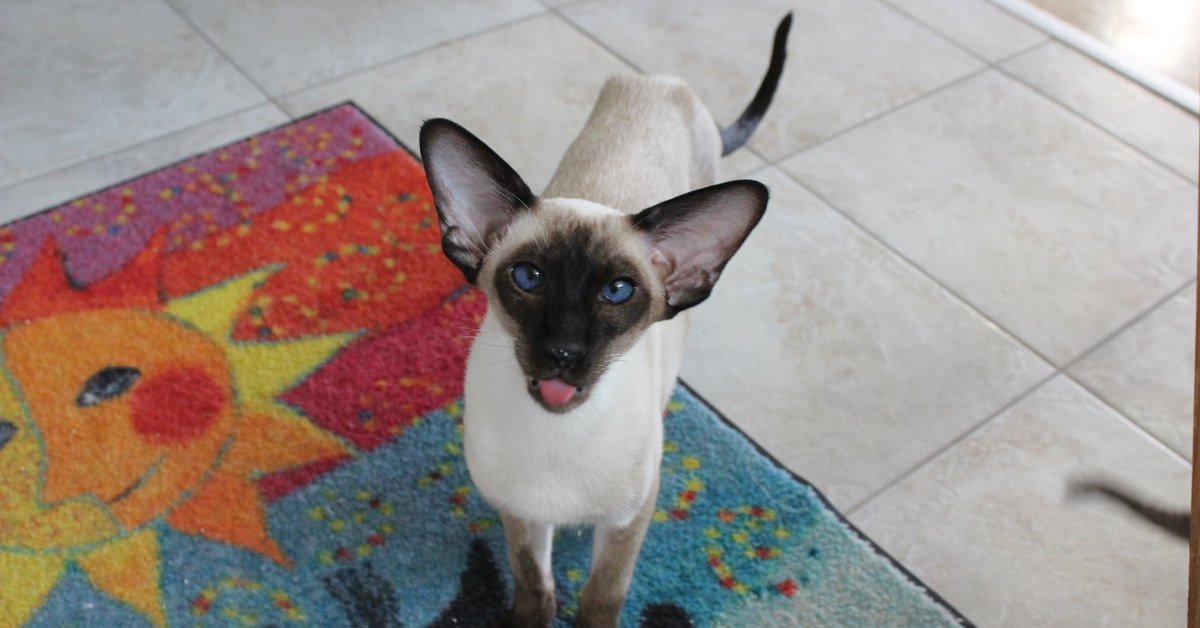 Keeping a Stud Cat Happy: The Honest Truth From a Breeder Who’s Been There