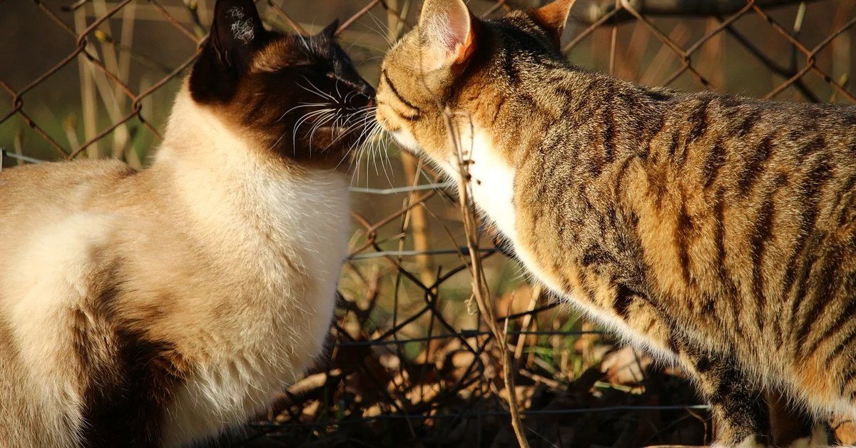 Do Siamese Cats Get Along With Other Cats? A Breeder’s Honest Answer