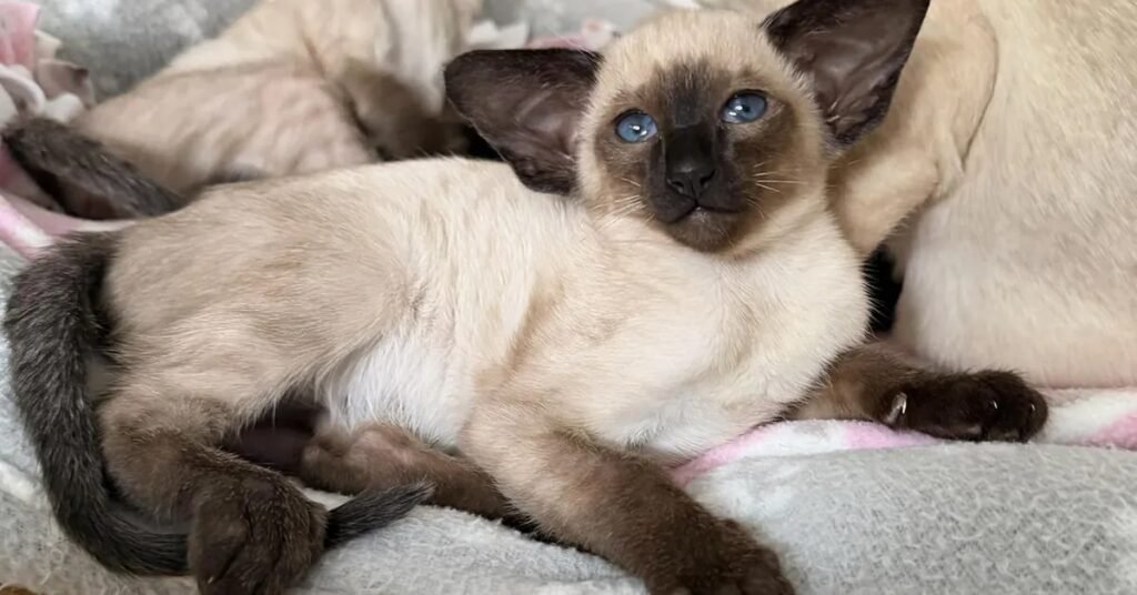 Seal-point Siamese kitten with vivid blue eyes, the type of pedigree kitten typically priced at £1,000 to £1,200 in the UK
