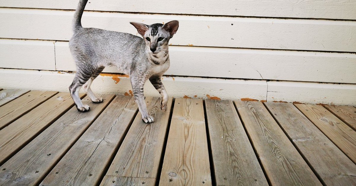 Siamese & Oriental Cat Names: Ideas for Pedigree Kittens