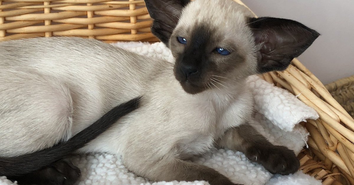 Pedigree Litter Naming Themes: Ideas to Name a Whole Litter