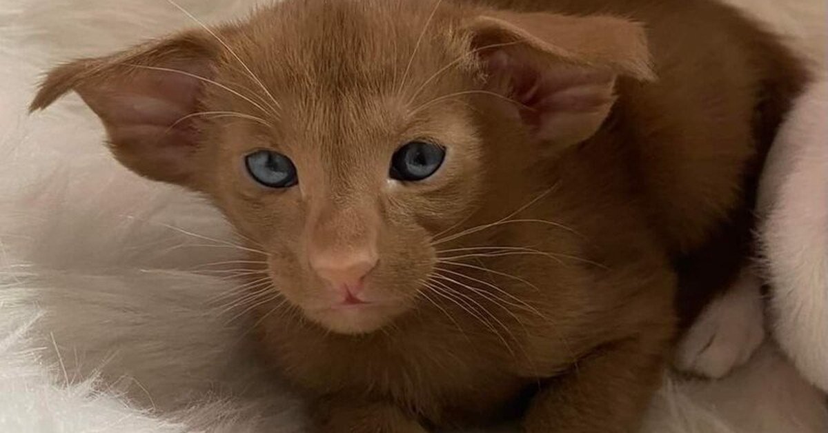 Male & Female Cat Names: Boy and Girl Ideas for Pedigree Kittens