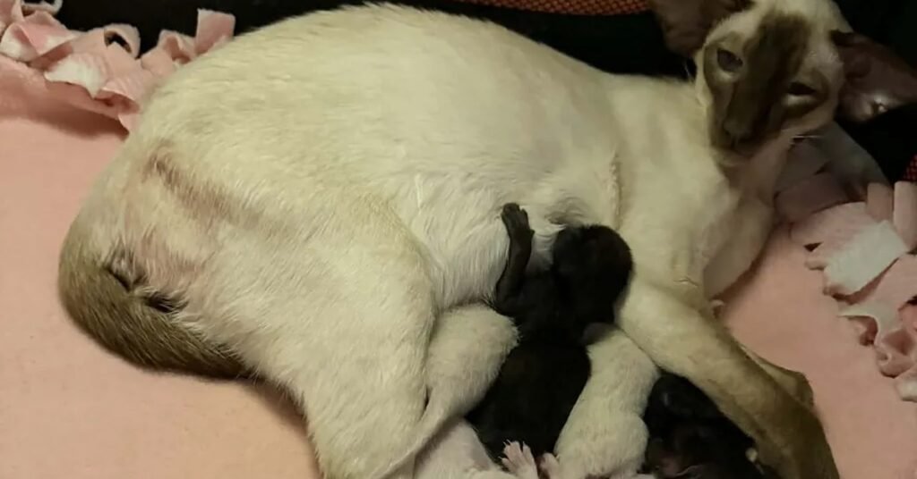 Siamese queen nursing four newborn kittens on a pink fleece blanket during the first week after birth