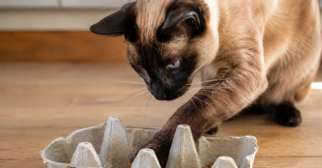 Indoor cat with paw in egg carton fishing for treats — free DIY enrichment for keeping indoor cats happy