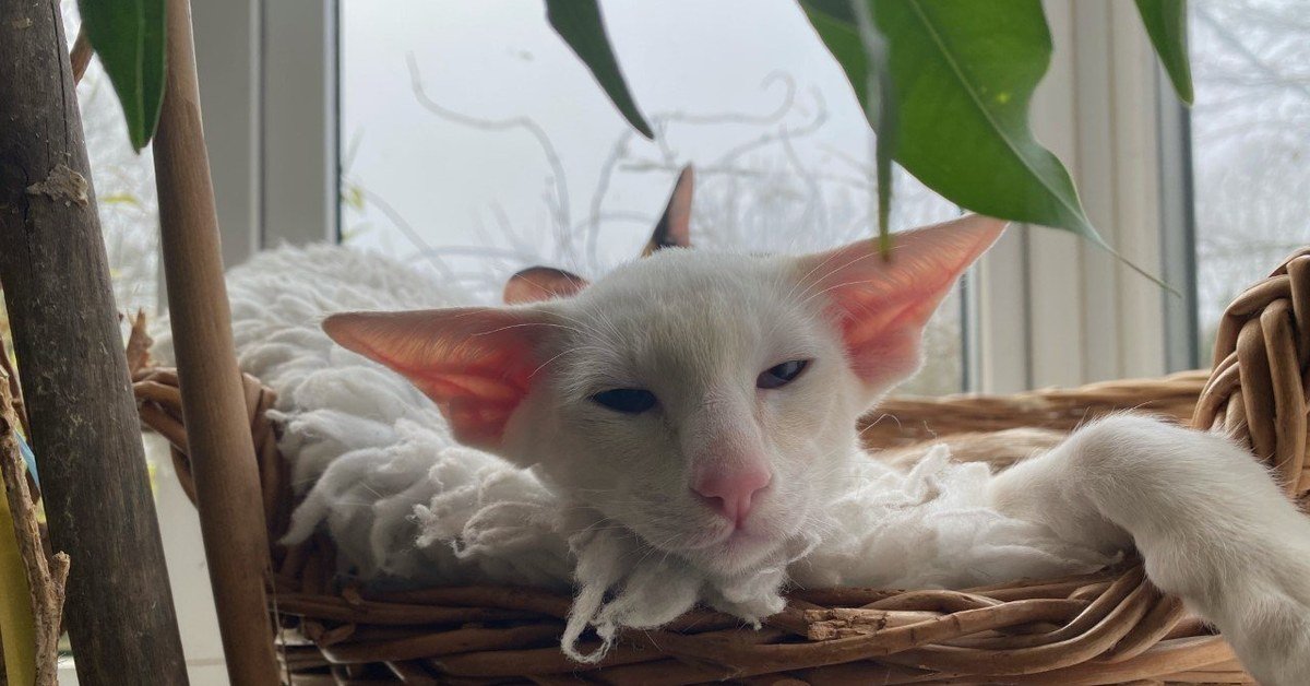 Weaning Kittens: A Breeder’s Week-by-Week Guide to Doing It Right