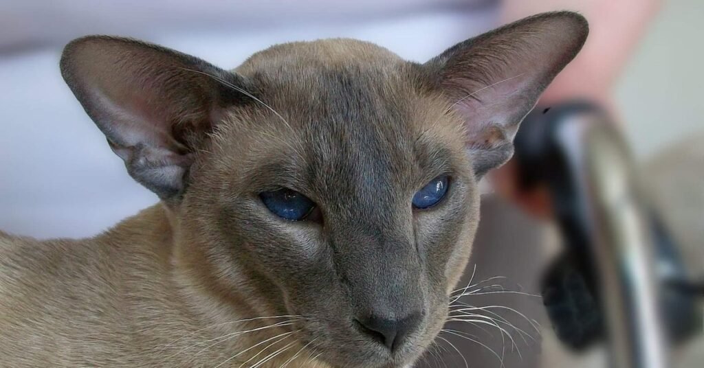 Caramel point Siamese cat