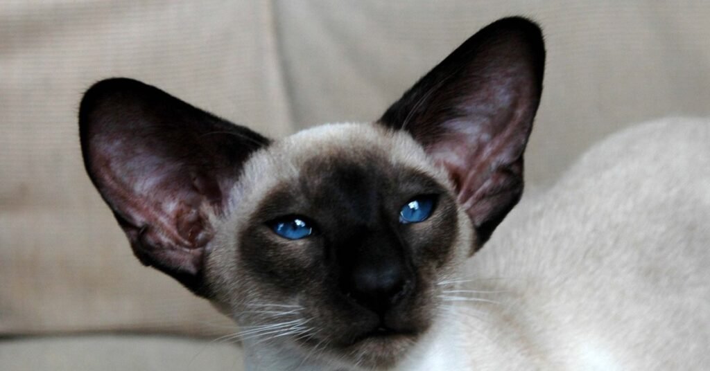 Seal point Siamese cat